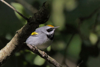 Golden-winged Warbler