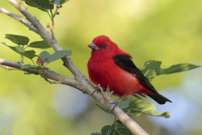 Scarlet Tanager