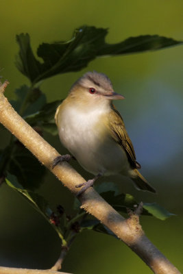 Red-eyed Vireo