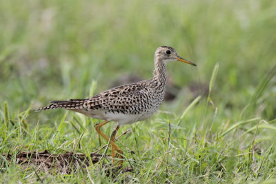 Upland Sandpiper