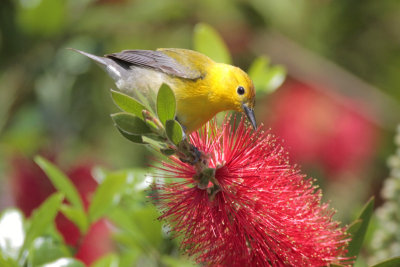 Prothonotary Warbler