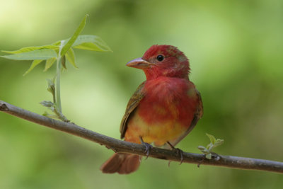 Summer Tanager