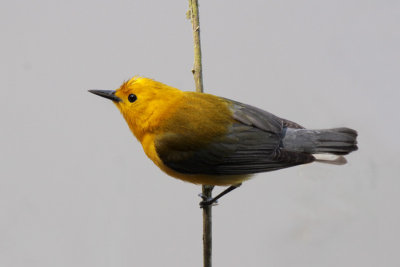 Prothonotary Warbler