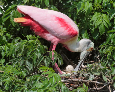 Roseate Spoonbill Shifting Egg