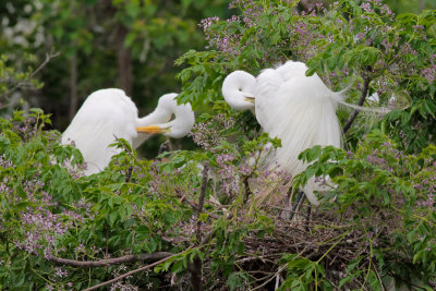 Great Egrets Preening