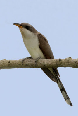 Yellow-billed Cuckoo
