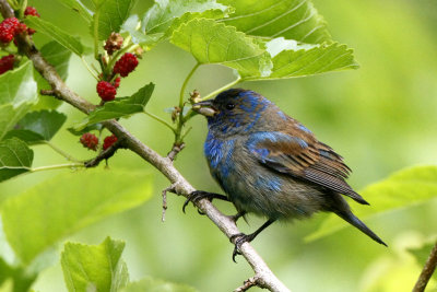 Indigo Bunting