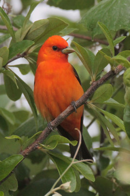 Scarlet Tanager