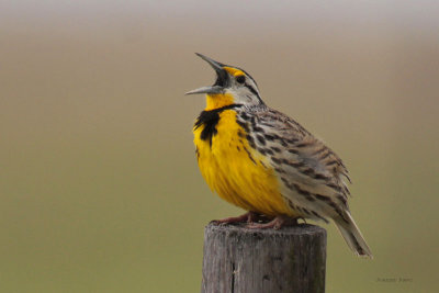 Eastern Meadowlark