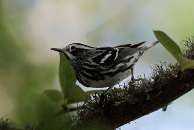 Black-and-White-Warbler