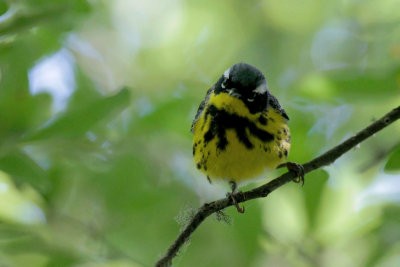 Magnolia Warbler