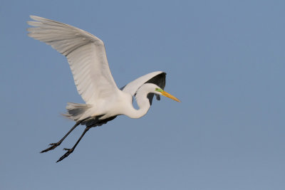 Great Egret