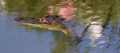 Rookery Alligator