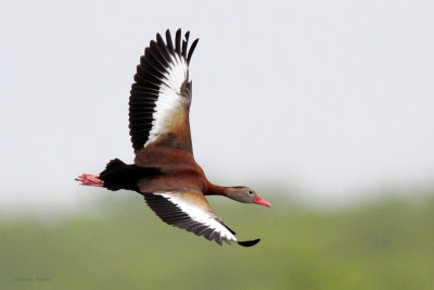 Black-bellied Whistling Duck