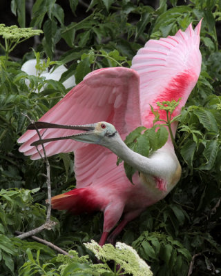 Roseate Spoonbill Adding Stick to Nest