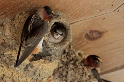 Cliff Swallows