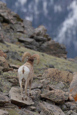 Bighorn Sheep