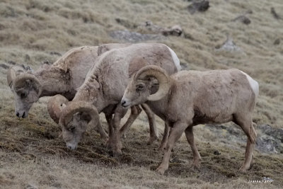 Bighorn Sheep