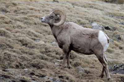 Bighorn Sheep