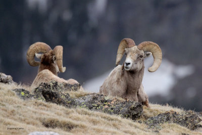 Bighorn Sheep