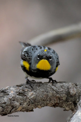Audubon's Yellow-rumped Warbler