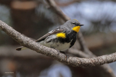 Audubon's Yelow-rumped Warbler