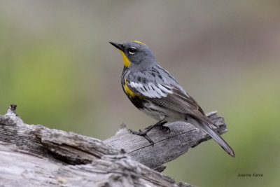 Audubon's Yellow-rumped Warbler