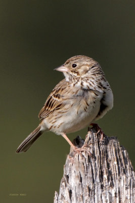 Vesper Sparrow