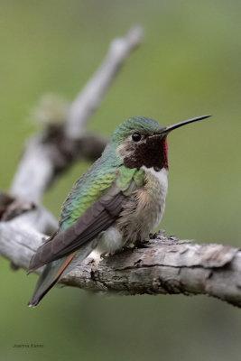 Broad-tailed Hummingbird