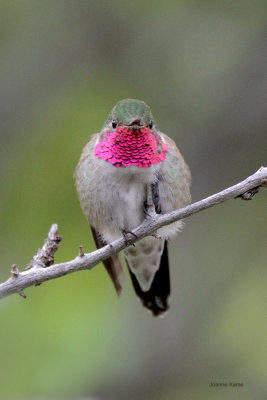 Broad-tailed Hummingbird