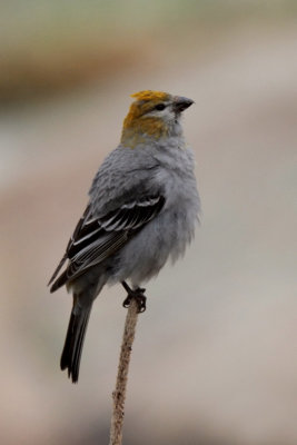 Pine Grosbeak