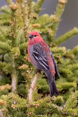 Pine Grosbeak