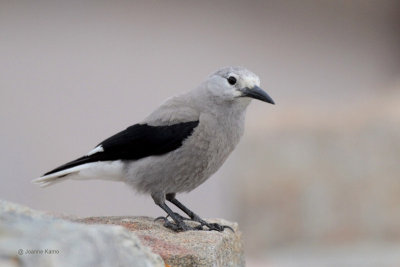 Clark's Nutcracker