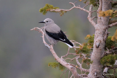 Clark's Nutcracker