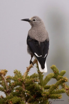 Clark's Nutcracker