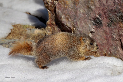 Yellow-bellied Marmot