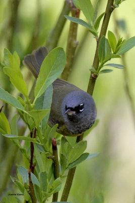 MacGillivray's Warbler