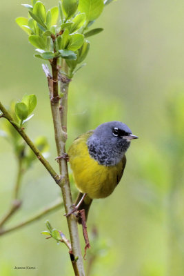 MacGillivray's Warbler