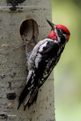 Red-naped Sapsucker