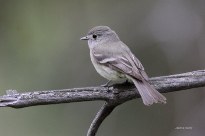 Hammond's Flycatcher