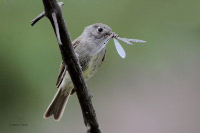 Hammond's Flycatcher (damselfly)