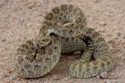 Rattlesnake