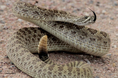 Rattlesnake