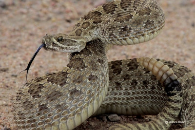 Rattlesnake