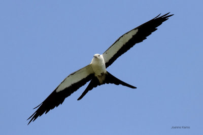 Swallow-tailed Kite