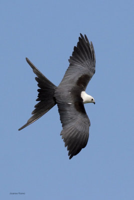 Swallow-tailed Kite