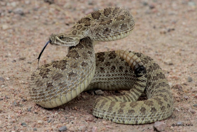 Rattlesnake