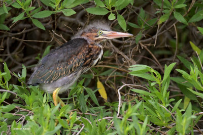 Green Heron juve