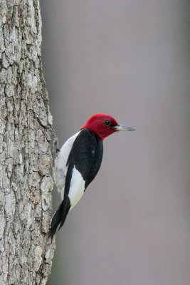 Red-headed Woodpecker
