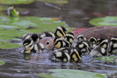 Black-bellied Whistling Duck and ducklings